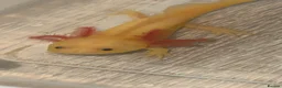 Axolotl reptiles for sale: Axolotls  - Advert 1