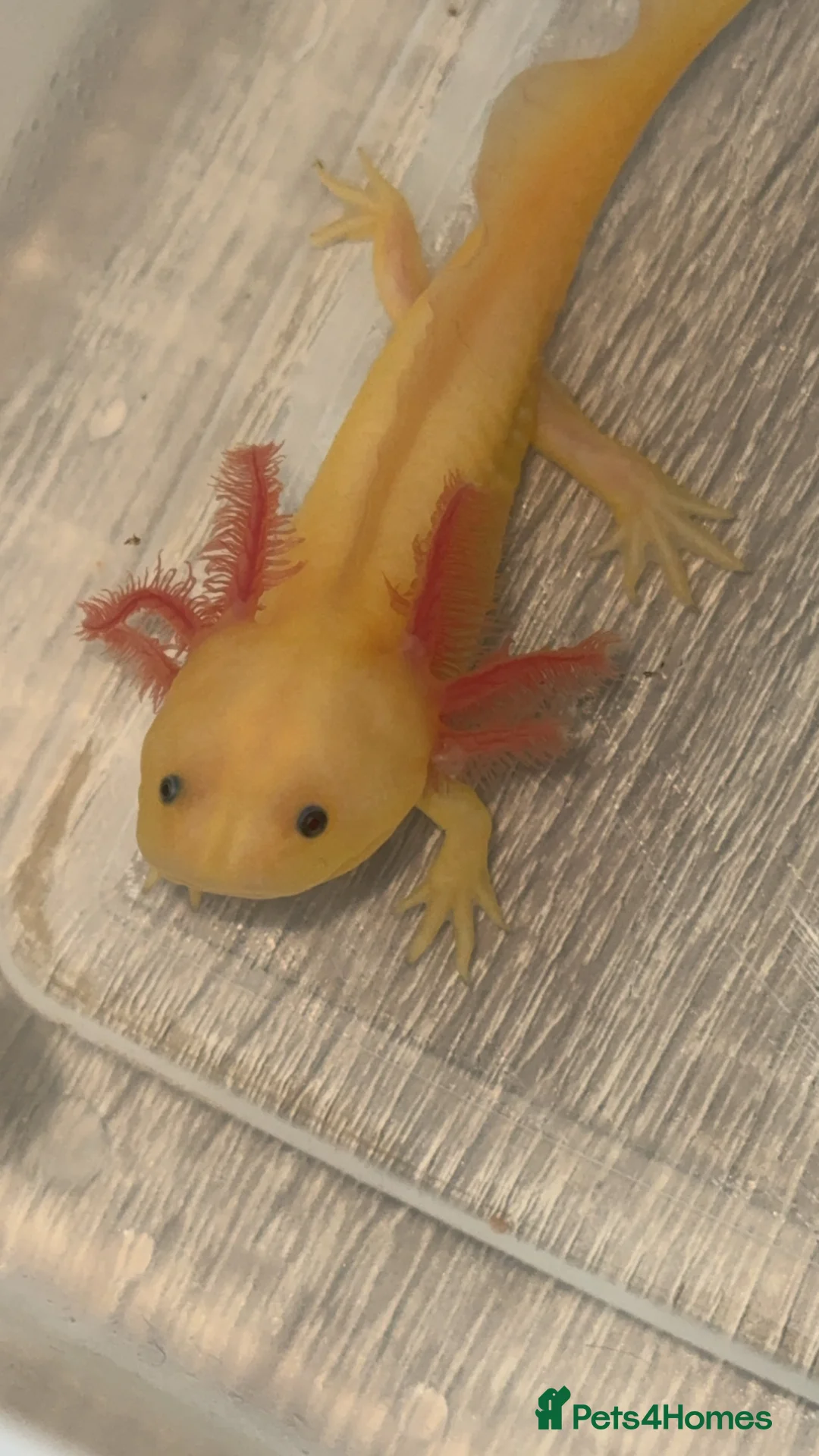 Axolotl reptiles for sale: Axolotls  - Advert 1