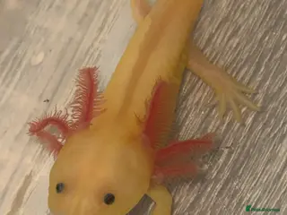 Axolotl reptiles Axolotls - Advert 5