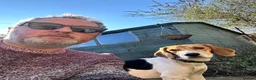 Beagle dogs for sale: Loveable and playful beagle for re homing  in Sudbury - Advert 4