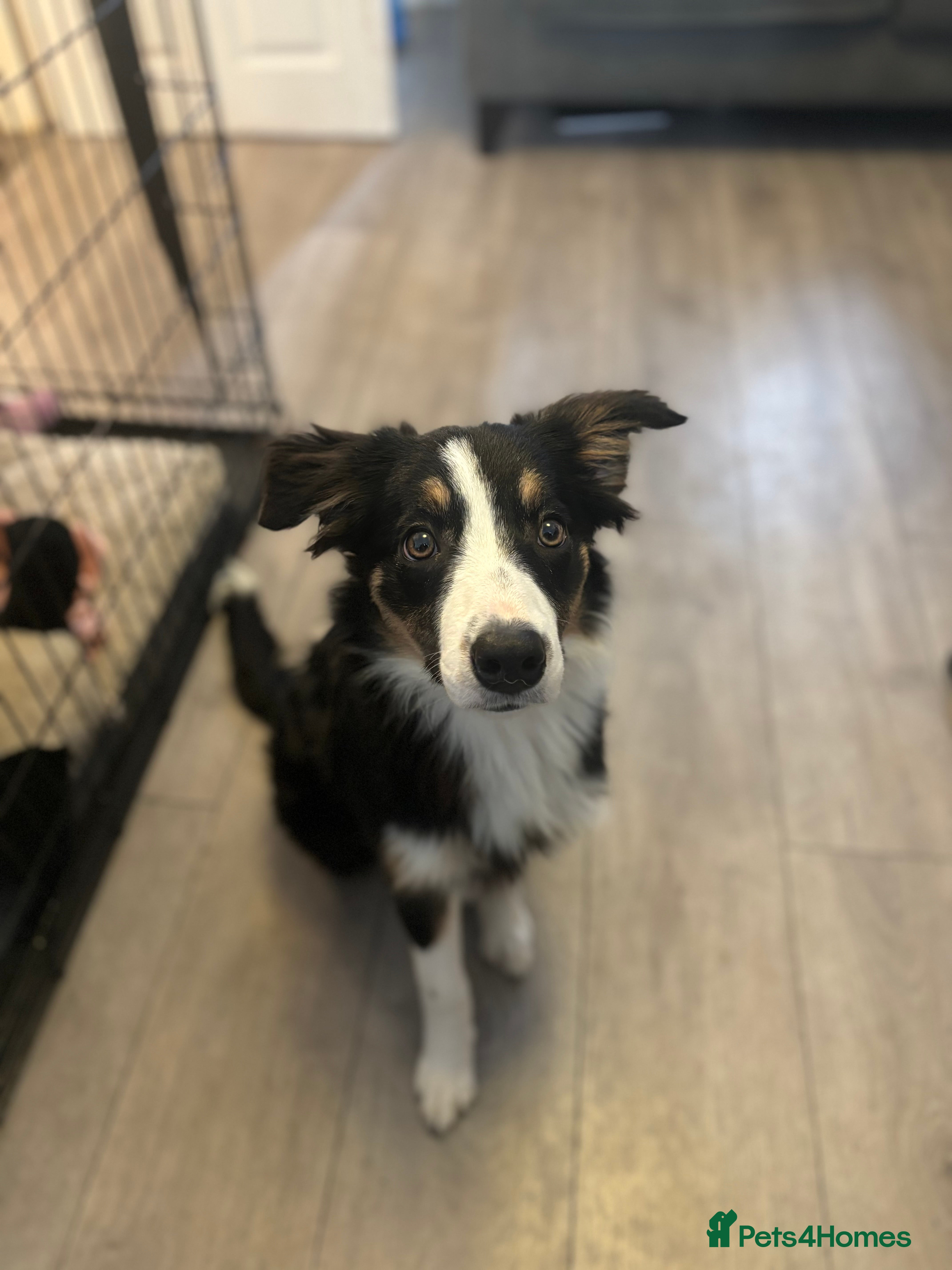 Border Collie dogs Border collie female for sale. read description in Oldham - Advert 4