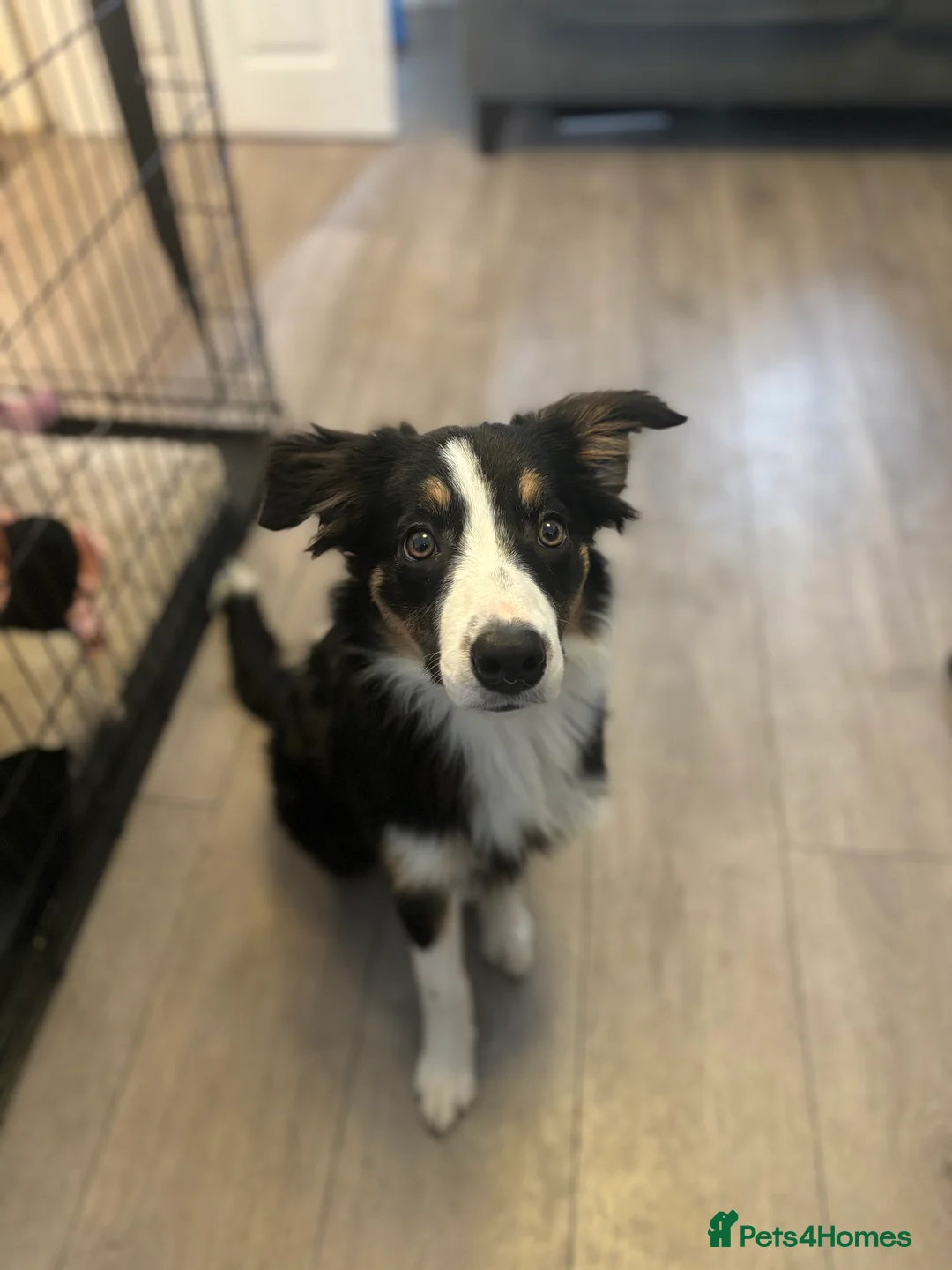 Border Collie dogs for sale: Border collie female for sale. read description in Oldham - Advert 1