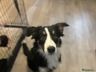 Border Collie dogs Border collie female for sale. read description in Oldham - Advert 2