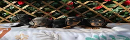 Dachshund dogs for sale: KC REG HEALTH TESTED MIN DAXIS READY NOW  - Advert 2