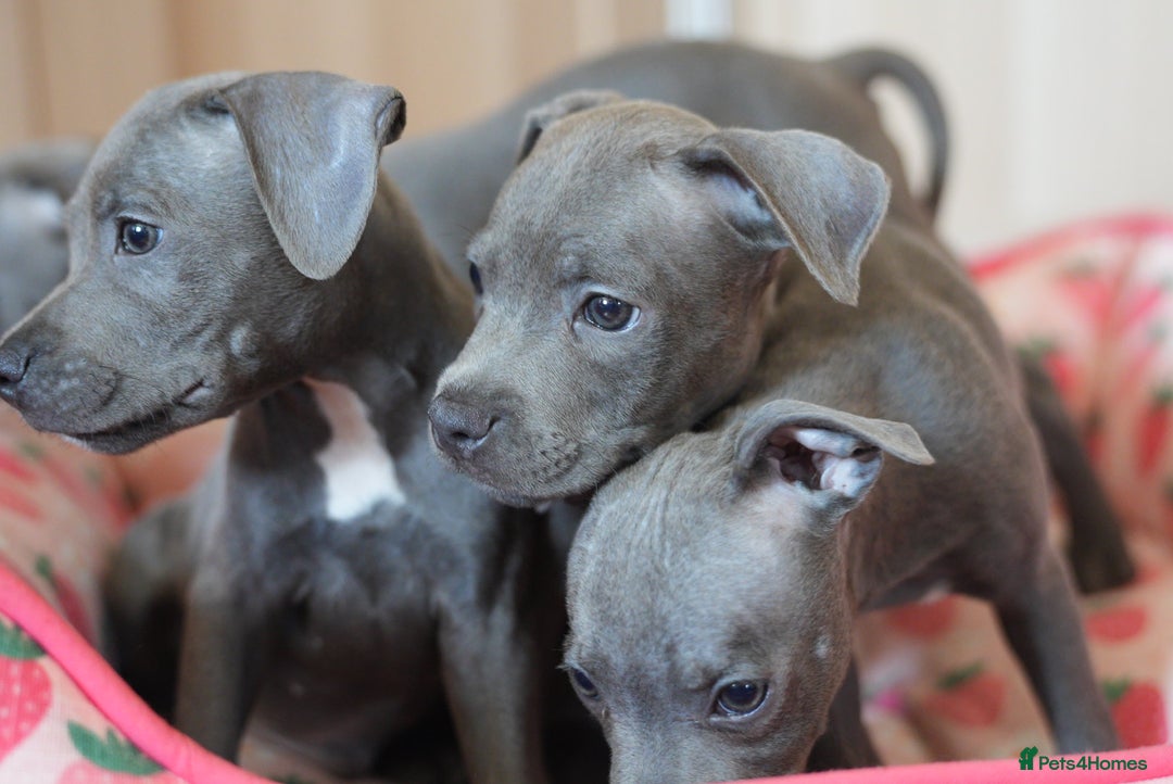 Staffordshire Bull Terrier dogs for sale: 🧸 Adorable Staffy puppies 🧸 - Image 19