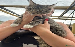 Maine Coon cats for sale: X Maine coon kits - Image 12