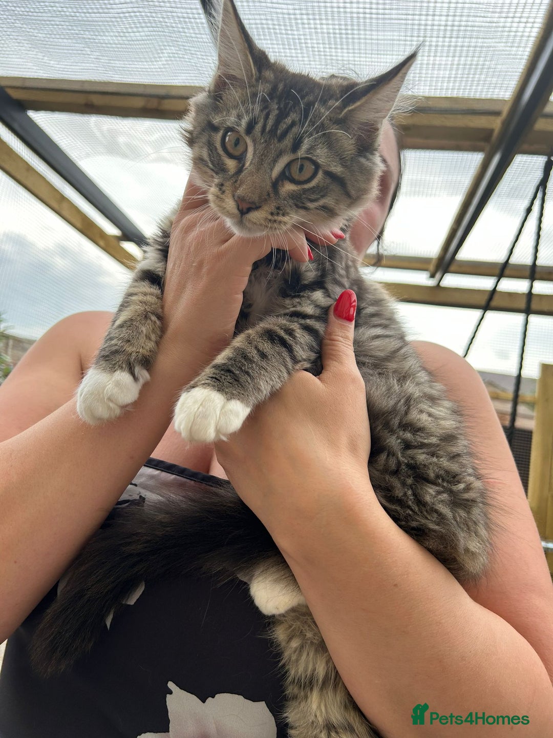 Maine Coon cats for sale: X Maine coon kits - Image 12