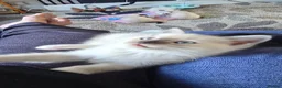Mixed Breed cats for sale: Two male ragdoll mix kittens - Advert 3