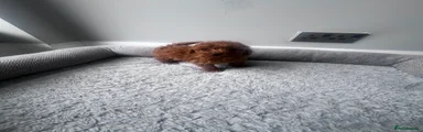  Puppy 1