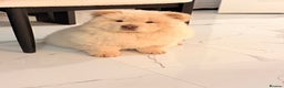 Chow Chow dogs for sale: Cream boy chow chow - Advert 1