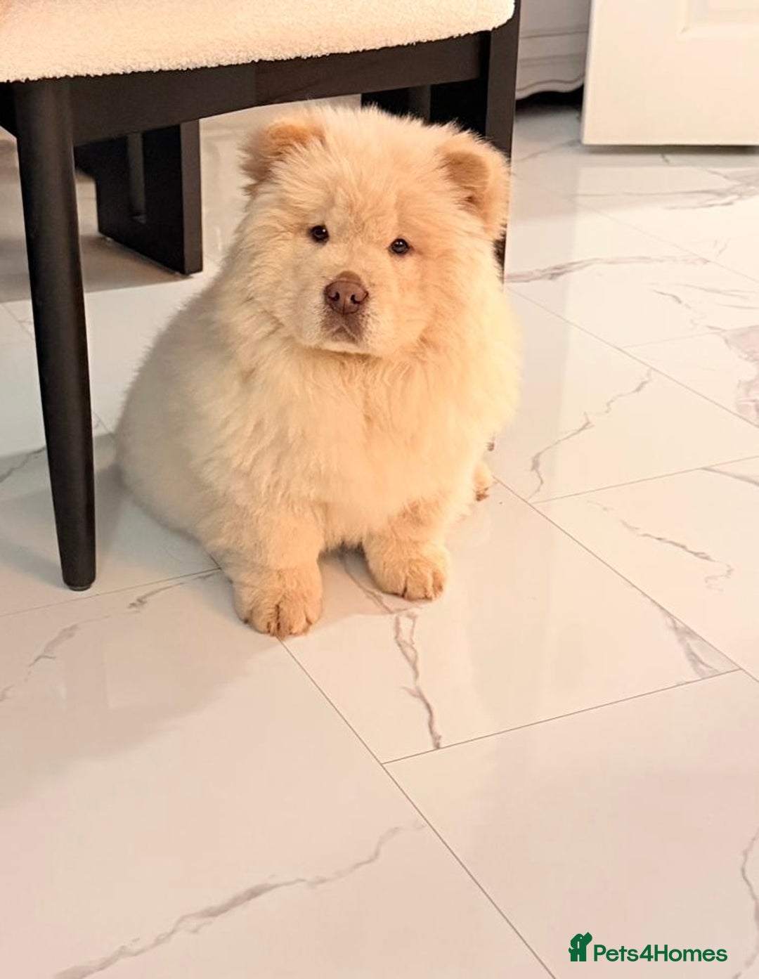 Chow Chow dogs for sale: Cream boy chow chow - Advert 1