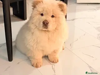 Chow Chow dogs Cream boy chow chow - Advert 18