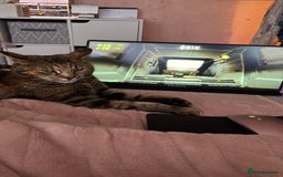 Bengal cats for sale: 2 year old cat rehome  - Image 1