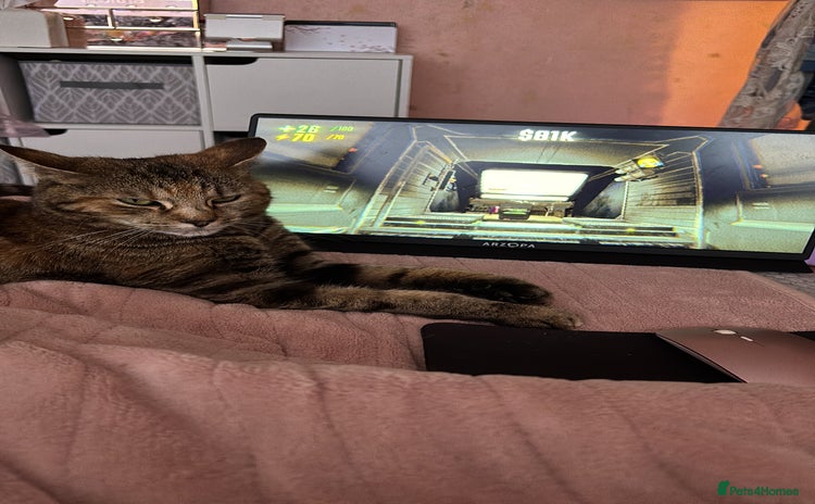 Bengal cats - Advert 6