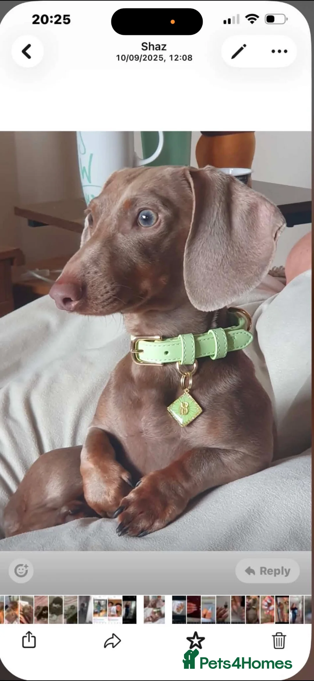Dachshund dogs for sale: Isabella and tan miniature Dachshund Puppies  - Advert 10