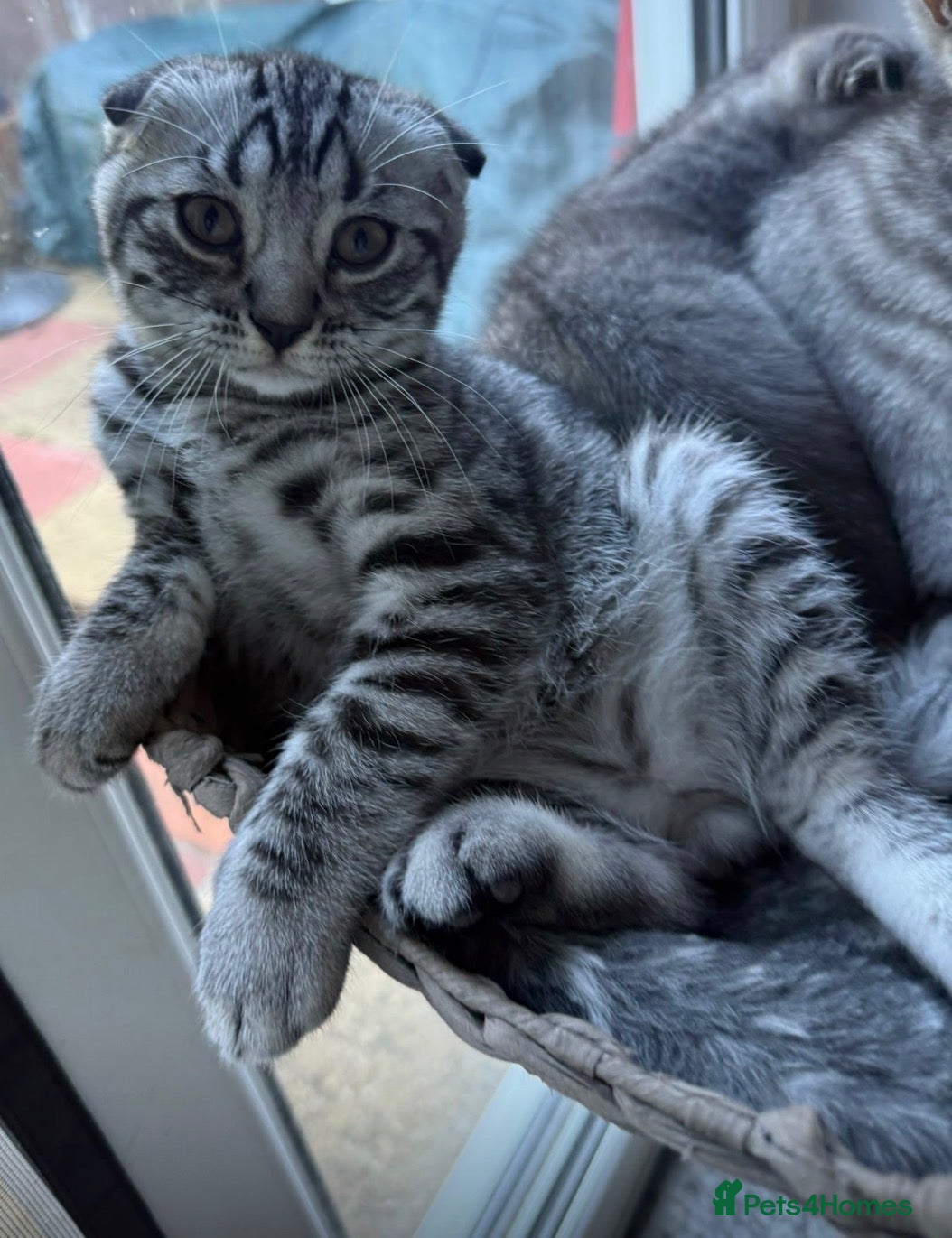 Scottish Fold cats Beautiful Silver Tabby Scottish Fold&Straight boys - Advert 18