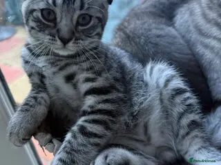 Scottish Fold cats Beautiful Silver Tabby Scottish Fold&Straight boys - Advert 18