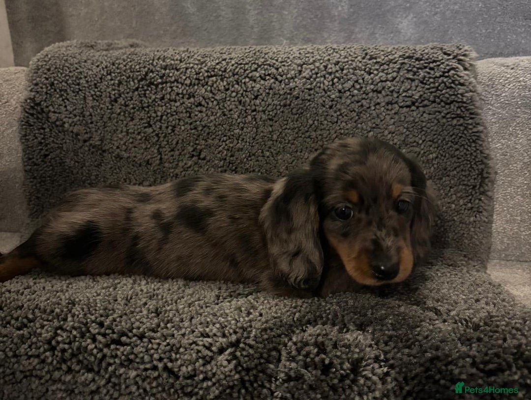 Miniature Dachshund dogs for sale: Beautiful long haired dachshund  - Advert 6