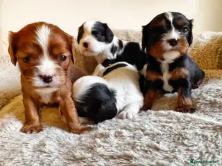 Cavalier King Charles Spaniel dogs Very rare in UK ultra-low COI 0.2% Choc carrier KC - Advert 16