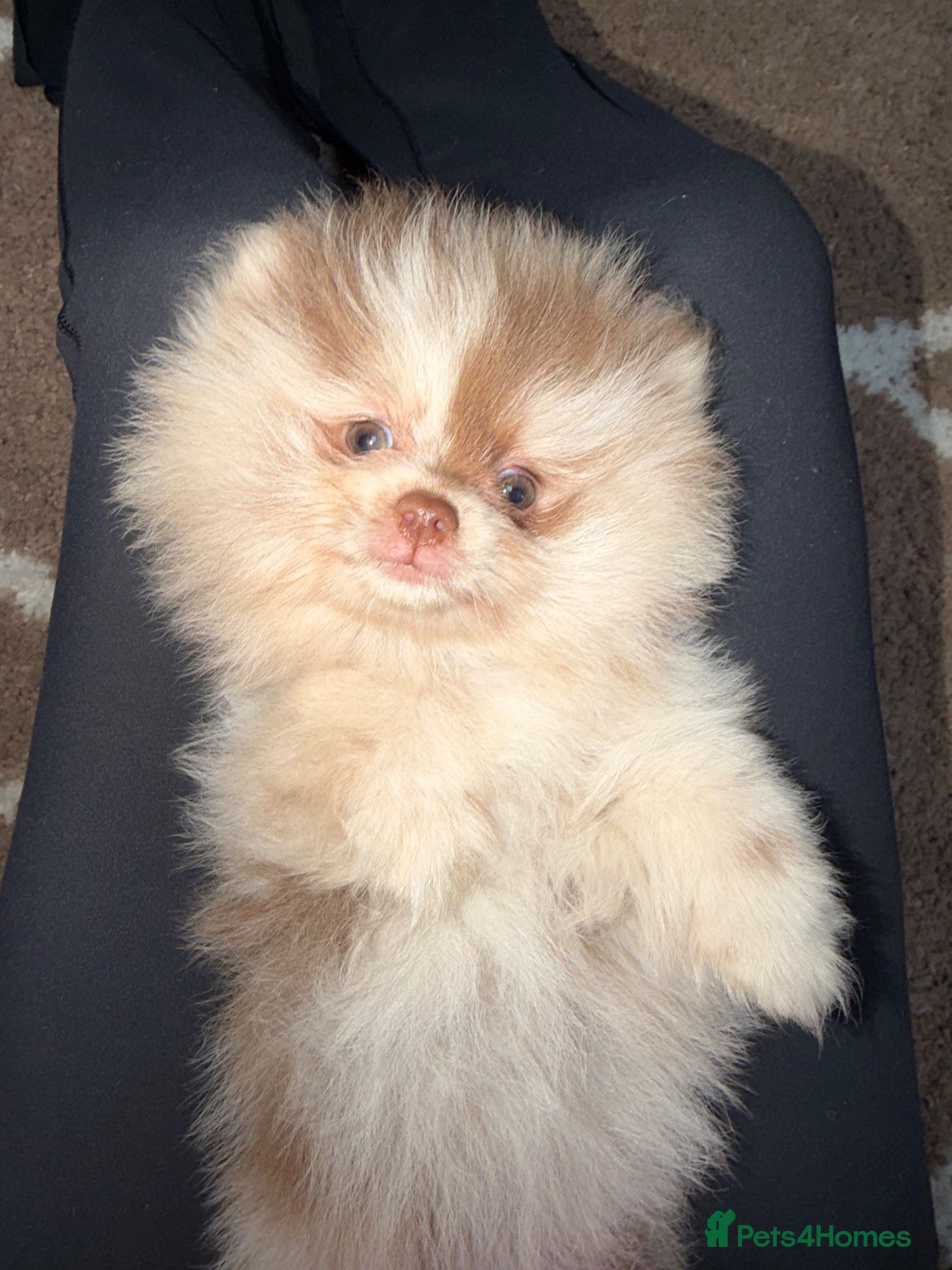 Pomeranian dogs 🍫CHOC & CREAM MEARLE FEMALE READY NOW 🧸🏆🍫 - Advert 15