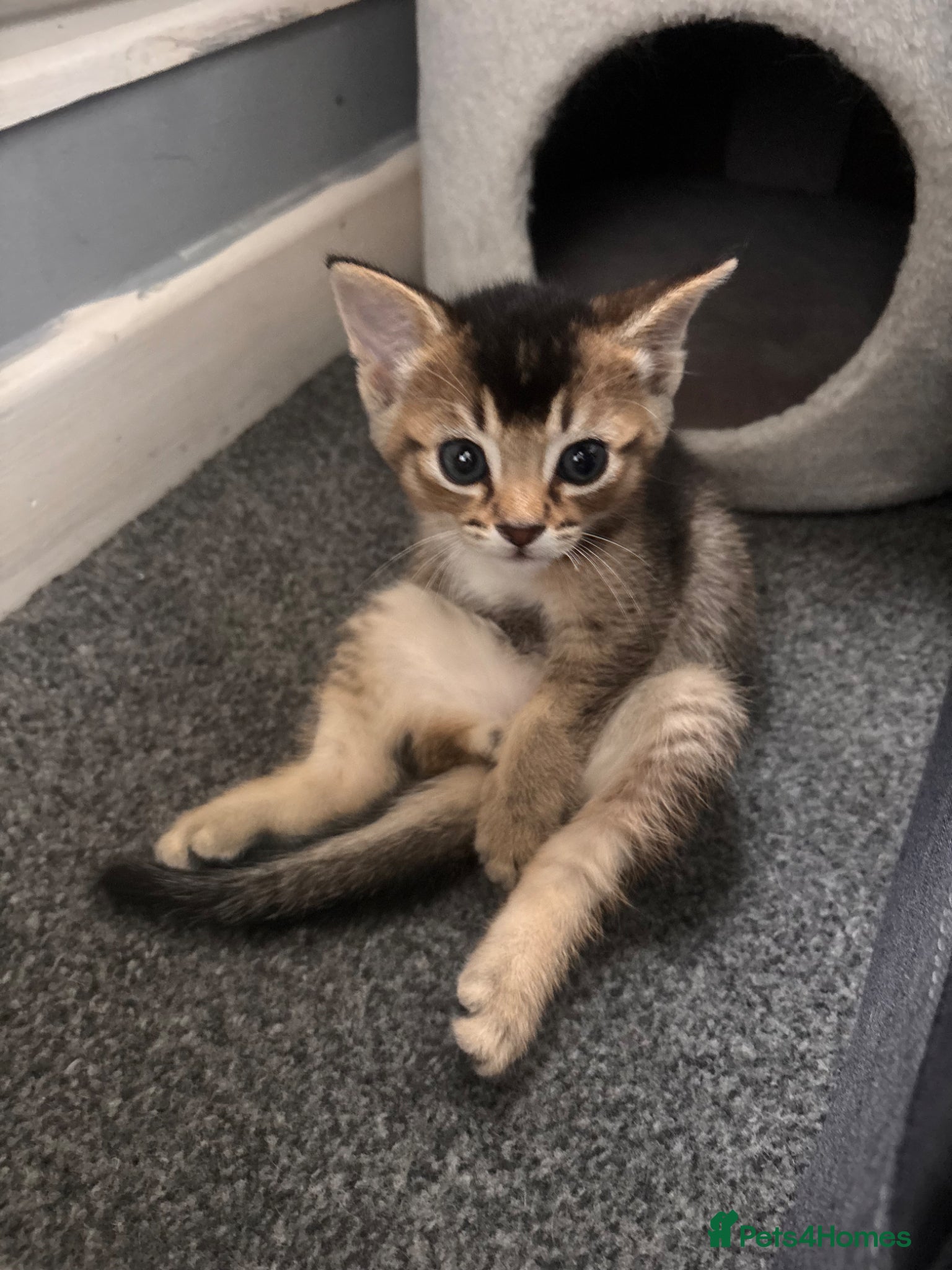 Mixed Breed cats for sale: Male kittens - Advert 6