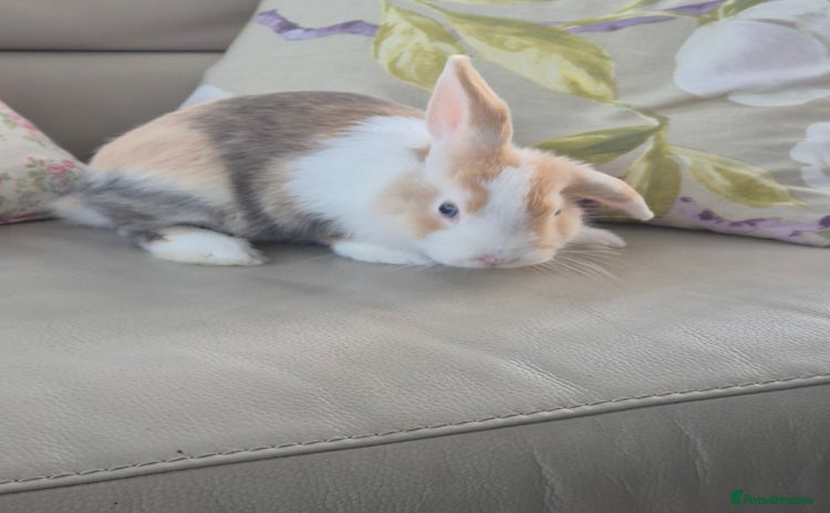 Dutch rabbits - Advert 1