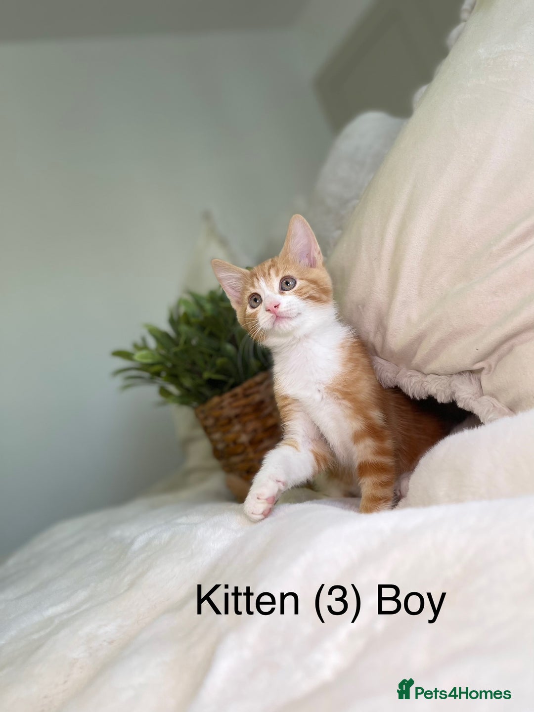 Mixed Breed cats for sale: 5 beautiful kittens 8 weeks old ready now  - Image 4