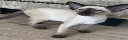 Oriental cats for sale: Male Chocolate point  - Advert 8