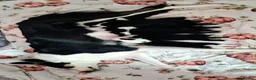 Border Collie dogs for sale: Two beautiful puppies - Advert 10