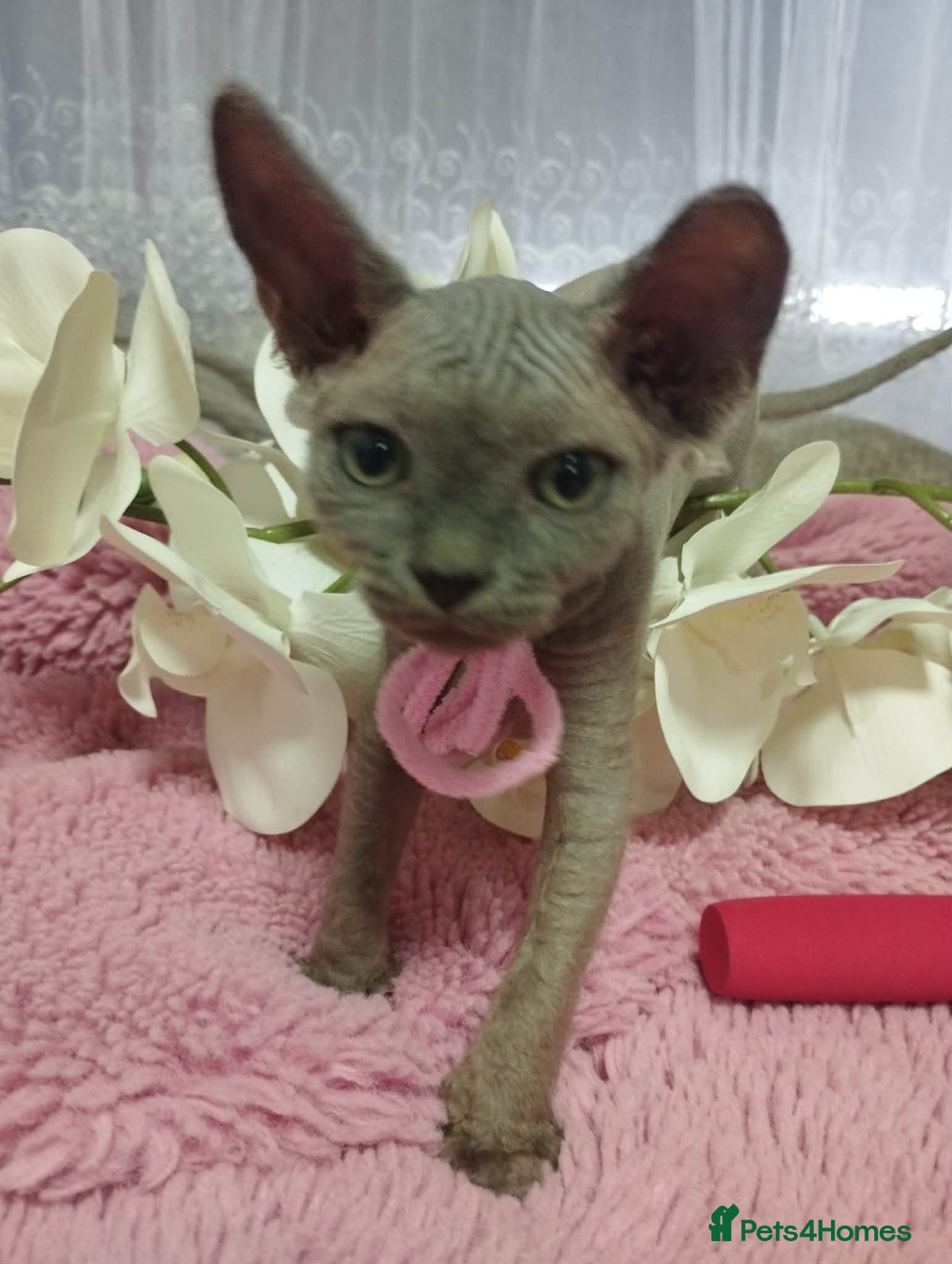 Sphynx cats Beautiful kittens - Advert 1