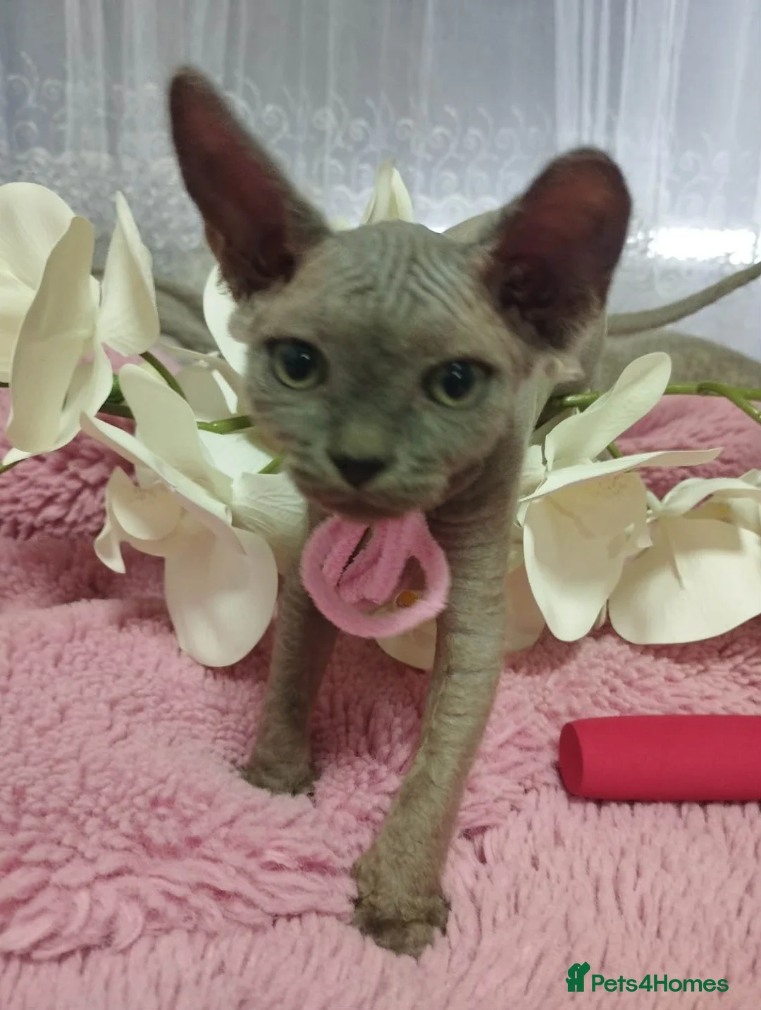 Sphynx cats for sale: Beautiful kittens - Advert 1