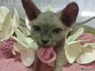 Sphynx cats Beautiful kittens - Advert 2