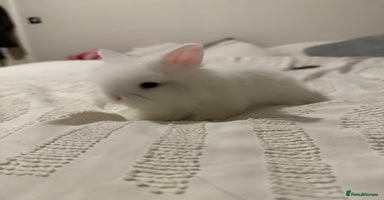 Lionhead rabbits - Advert 2