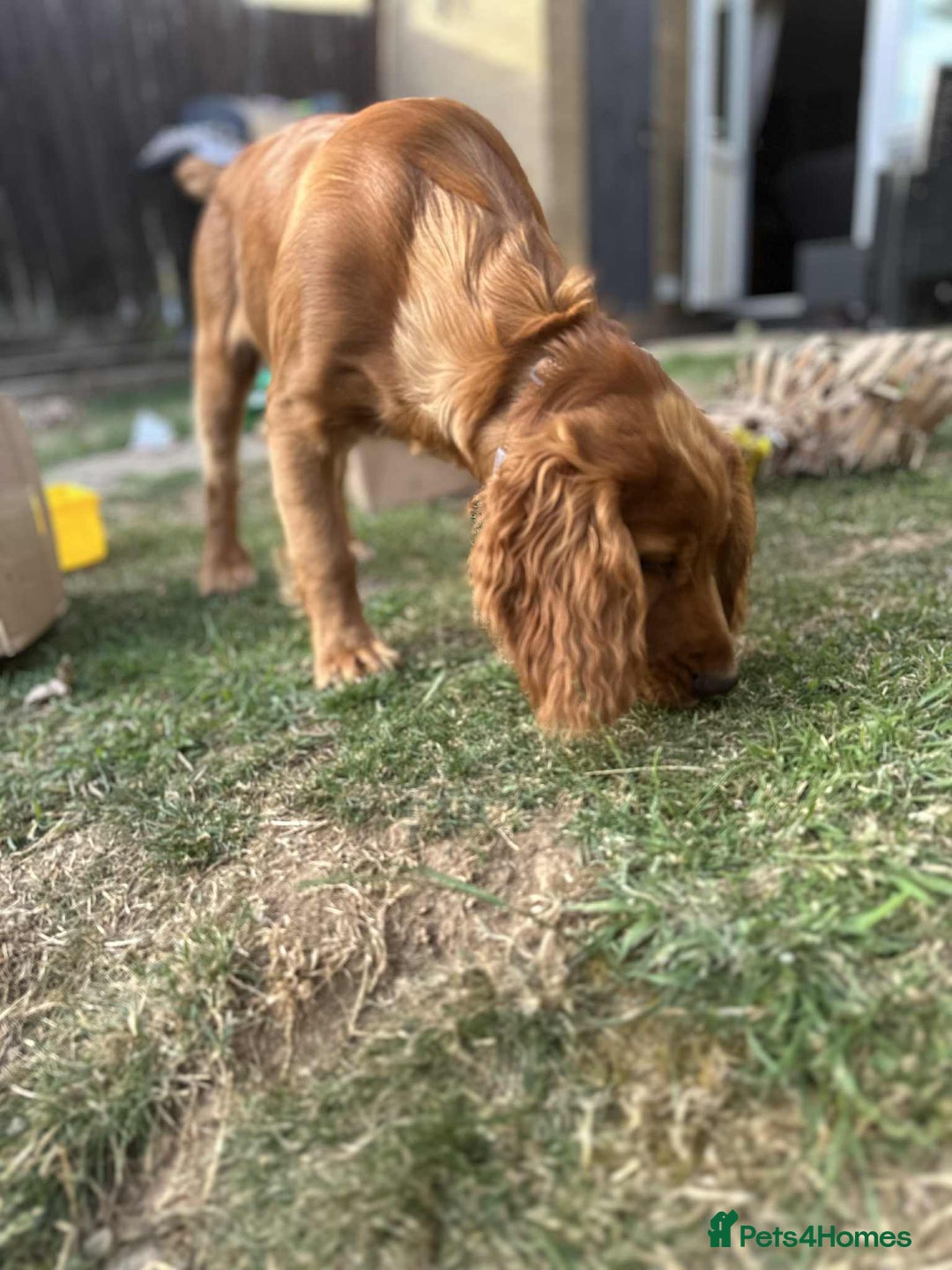 Cocker Spaniel dogs for sale: Working Cocker Spaniel 6mths old - Image 6