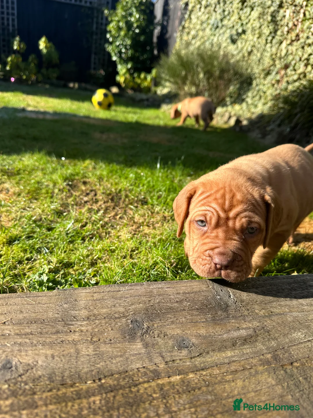 Dogue De Bordeaux dogs for sale: CHAMPION BLOODLINE chunky Dogue de Bordeaux Pup - Advert 17