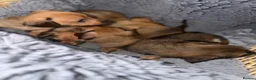 Dachshund dogs for sale: 5 Beautiful dachshund puppy’s  - Advert 2