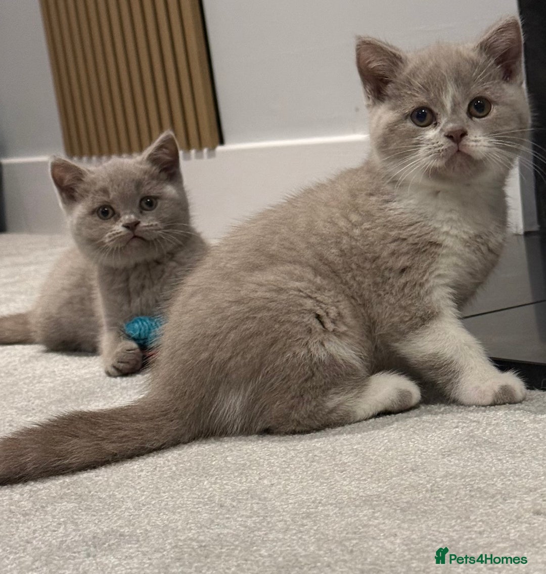 British Shorthair cats for sale: Registered British short hair babies available  - Advert 5