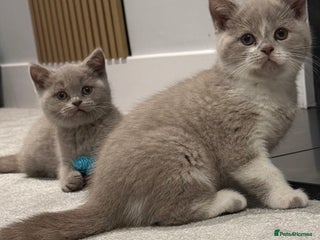 British Shorthair cats Stunning BSH babies ready 14th December - Advert 1