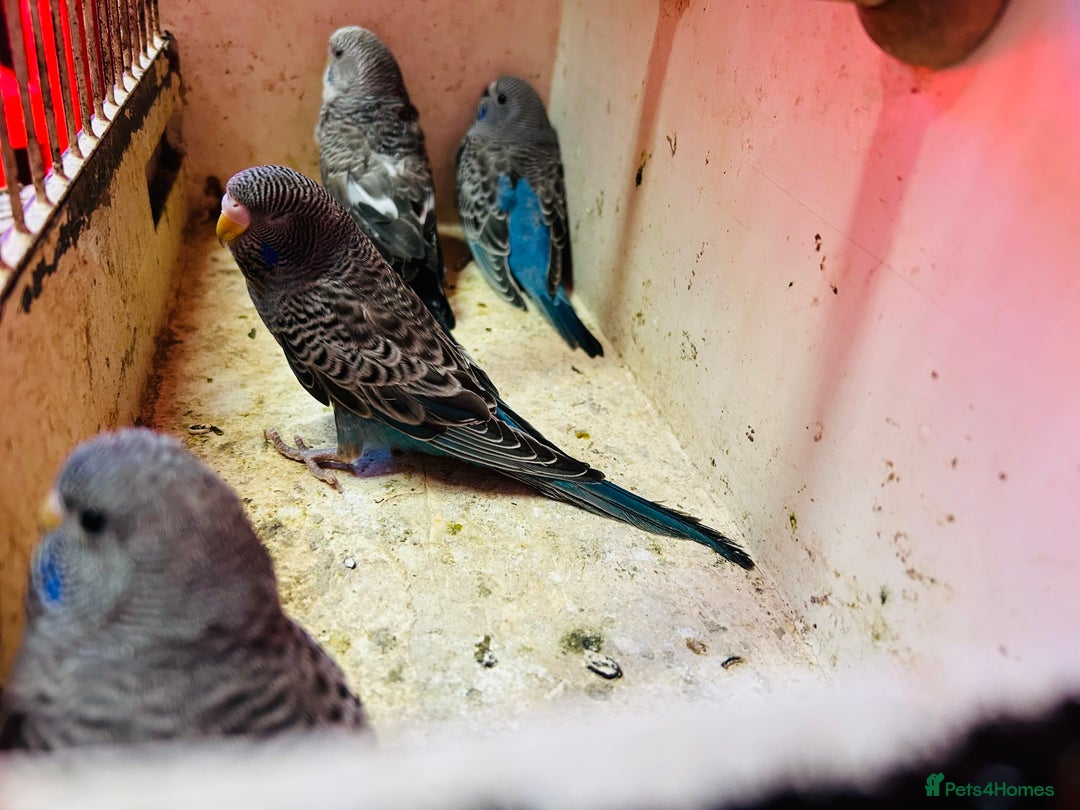 Budgerigars birds for sale: Black face, Black wing, splits, hogoromo budgies  - Advert 12