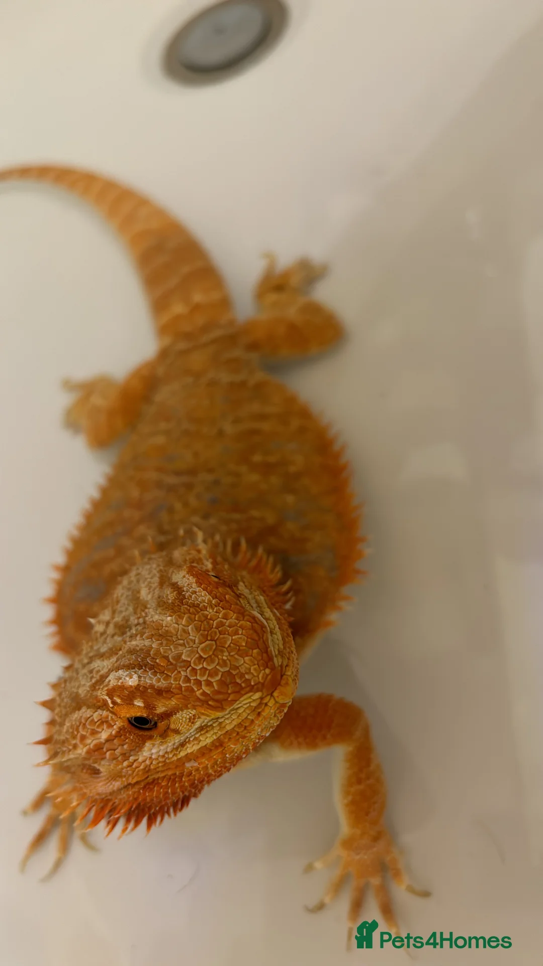 Bearded Dragon reptiles for sale: Bearded Dragon looking for a loving home - Advert 4