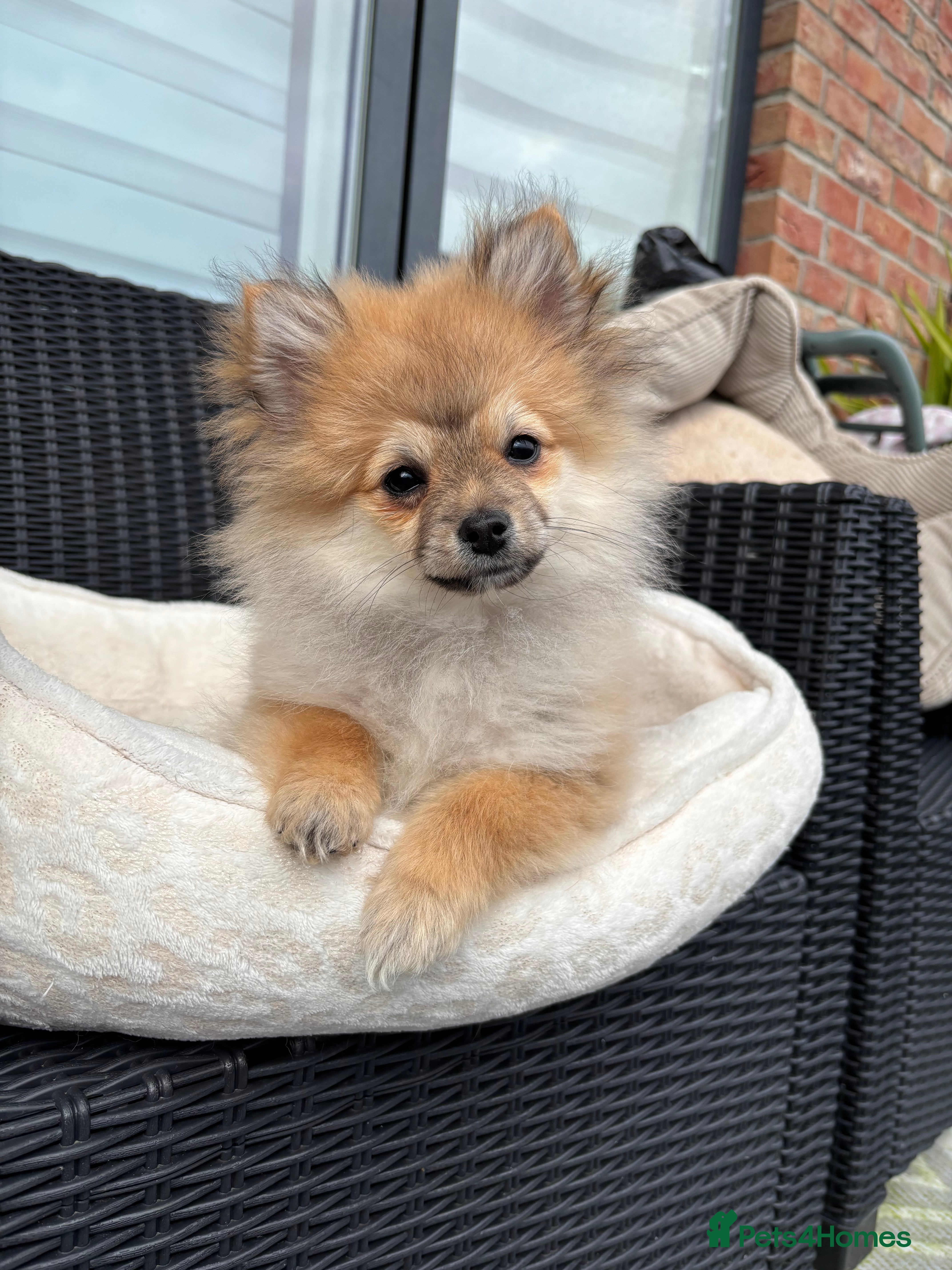 Pomeranian dogs Adorable Pomeranian boy  Available💫Coco - Advert 5