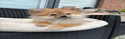 Pomeranian dogs for sale: Adorable Pomeranian boy  Available💫Coco - Advert 13