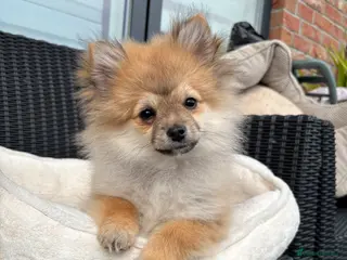 Pomeranian dogs Adorable Pomeranian boy Available💫Coco - Advert 5