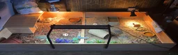 Tortoise reptiles for sale: Derek and Dave  in Ashford - Advert 1