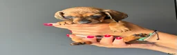 Miniature Dachshund dogs for sale: Miniature Smooth Dachshund Puppies  in Torquay - Advert 16