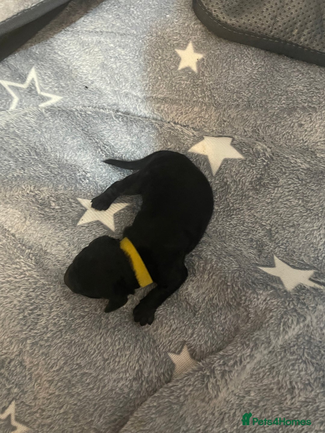 Cockapoo dogs for sale: 🐾 only one girl left F2 Cockapoo Puppies 🐾 - Advert 20