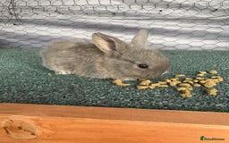 Mini Lop rabbits for sale: baby mini lops  - Image 4
