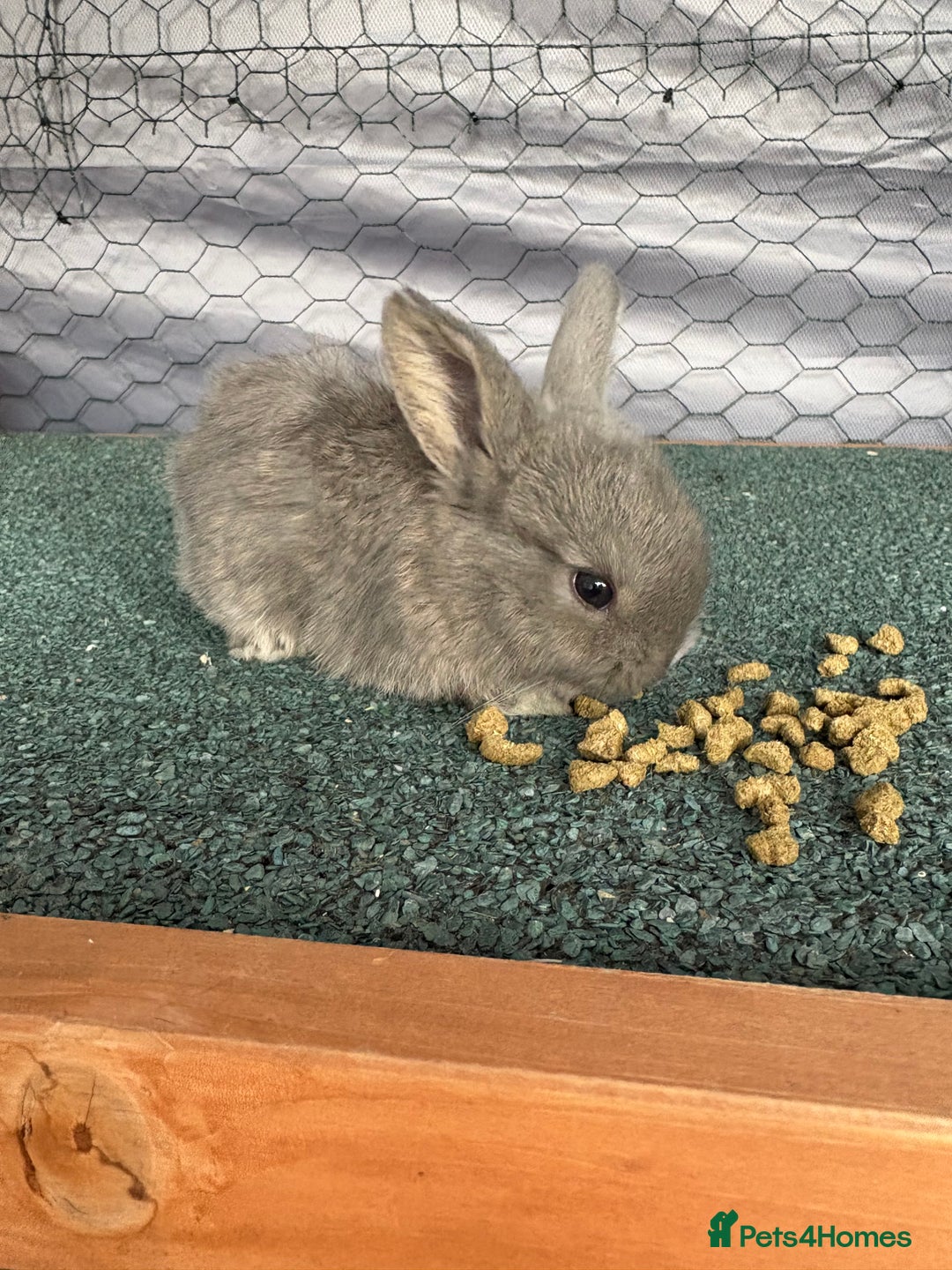 Mini Lop rabbits for sale: baby mini lops  - Image 4