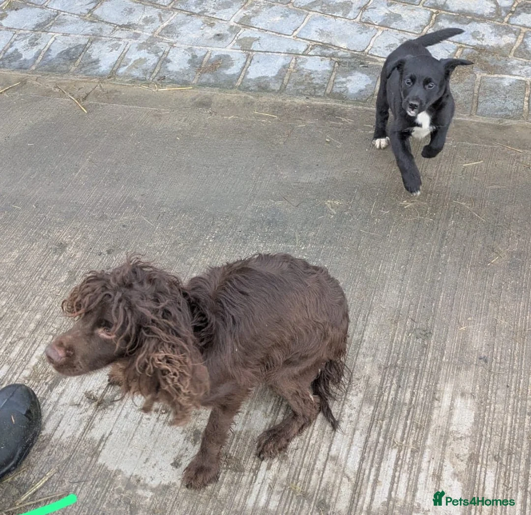 Mixed Breed dogs for sale: Gorgeous Sprocker x Collie pup - Advert 5