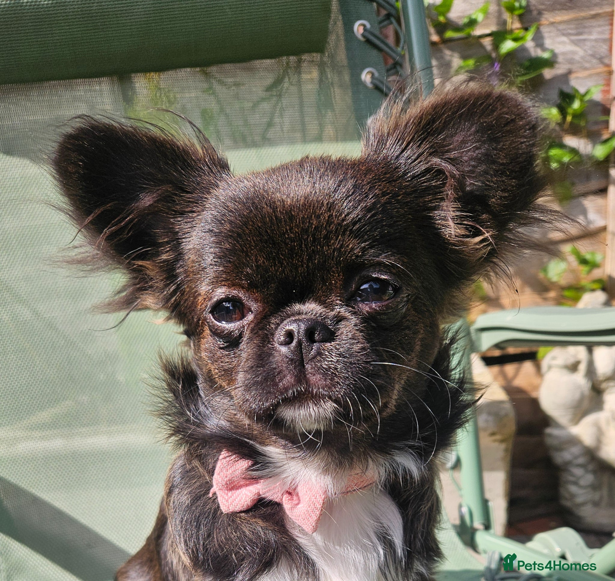 Chihuahua dogs Kennelclub licensed breeder, longhair chihuahua  - Advert 1